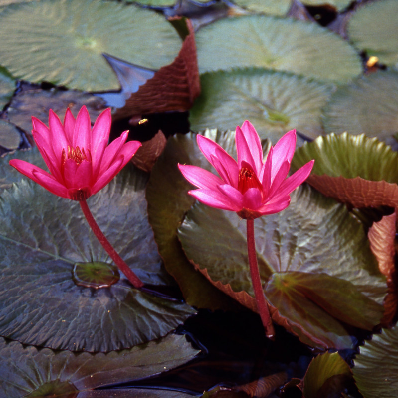 Nymphaea Red Flare - Tropical night-blooming water lily - Acquista